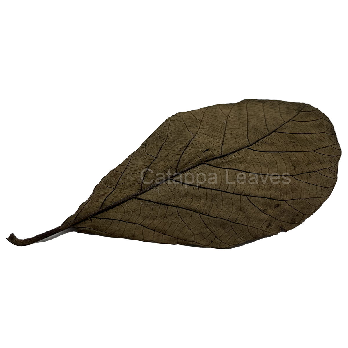 Tabak Blätter Nano Catappa Leaves Seemandelbaumblätter Kaufen Bei Tabakblätter Rohtabak 1kg - Foto 2